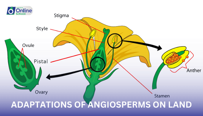 Lesson 17: Adaptations of Angiosperms on Land